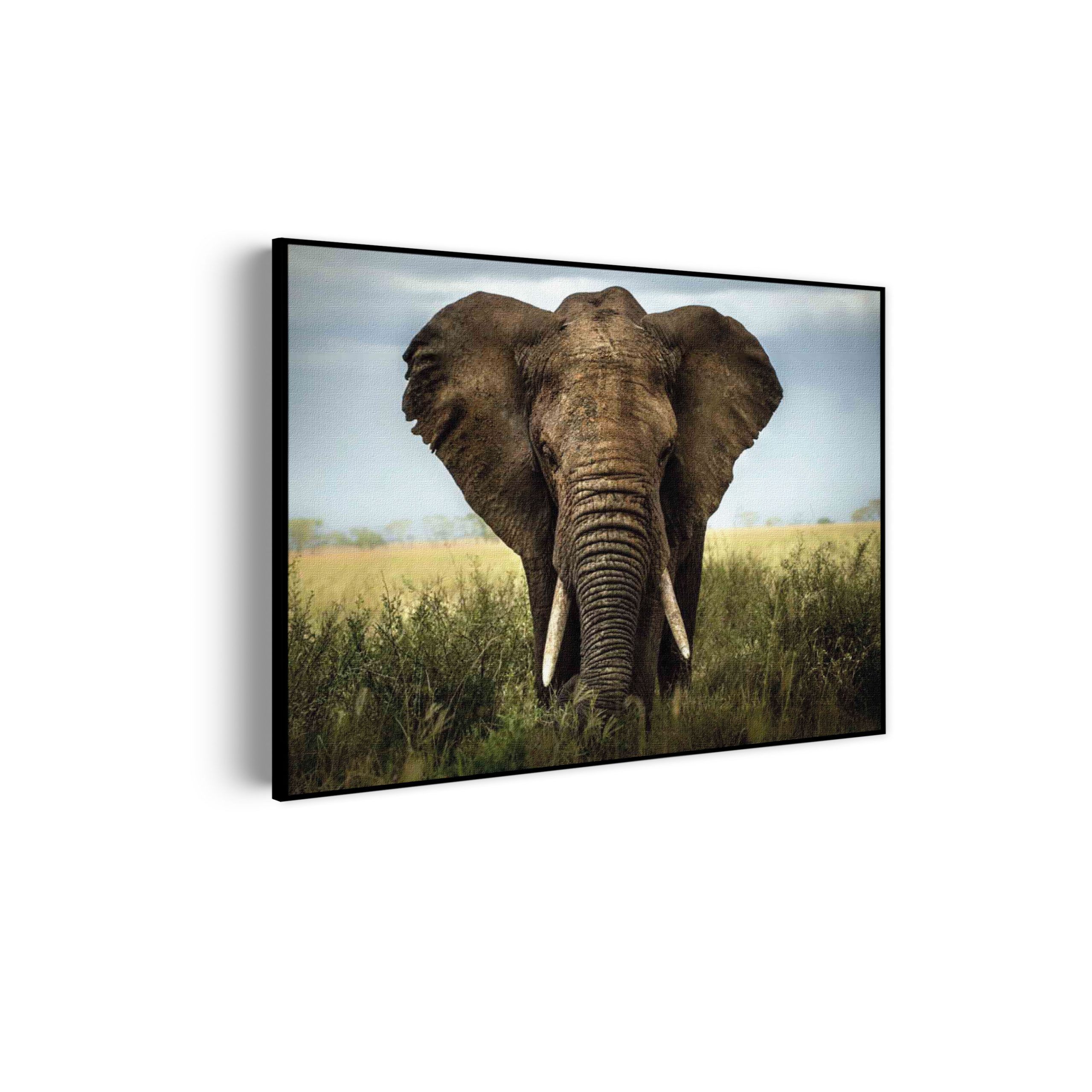 akoestisch-schilderij-olifant-rechthoek-horizontaal_Wecho akoestisch-schilderij-olifant-rechthoek-horizontaal_Wecho