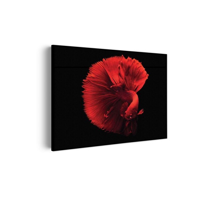 akoestisch-schilderij-red-dragon-siamese-fighting-fish-rechthoek-horizontaal_Wecho