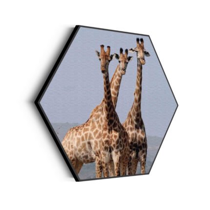 akoestisch-schilderij-drie-giraffen-hexagon_Wecho