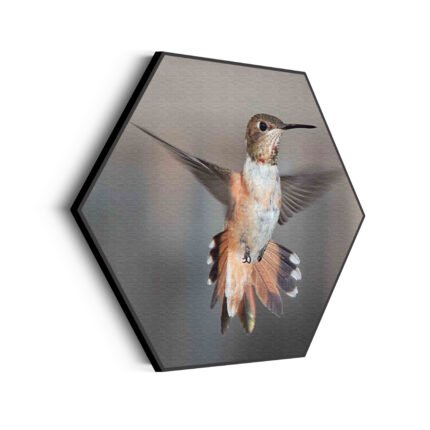 akoestisch-schilderij-de-vliegende-kolibrie-vogel-hexagon_Wecho
