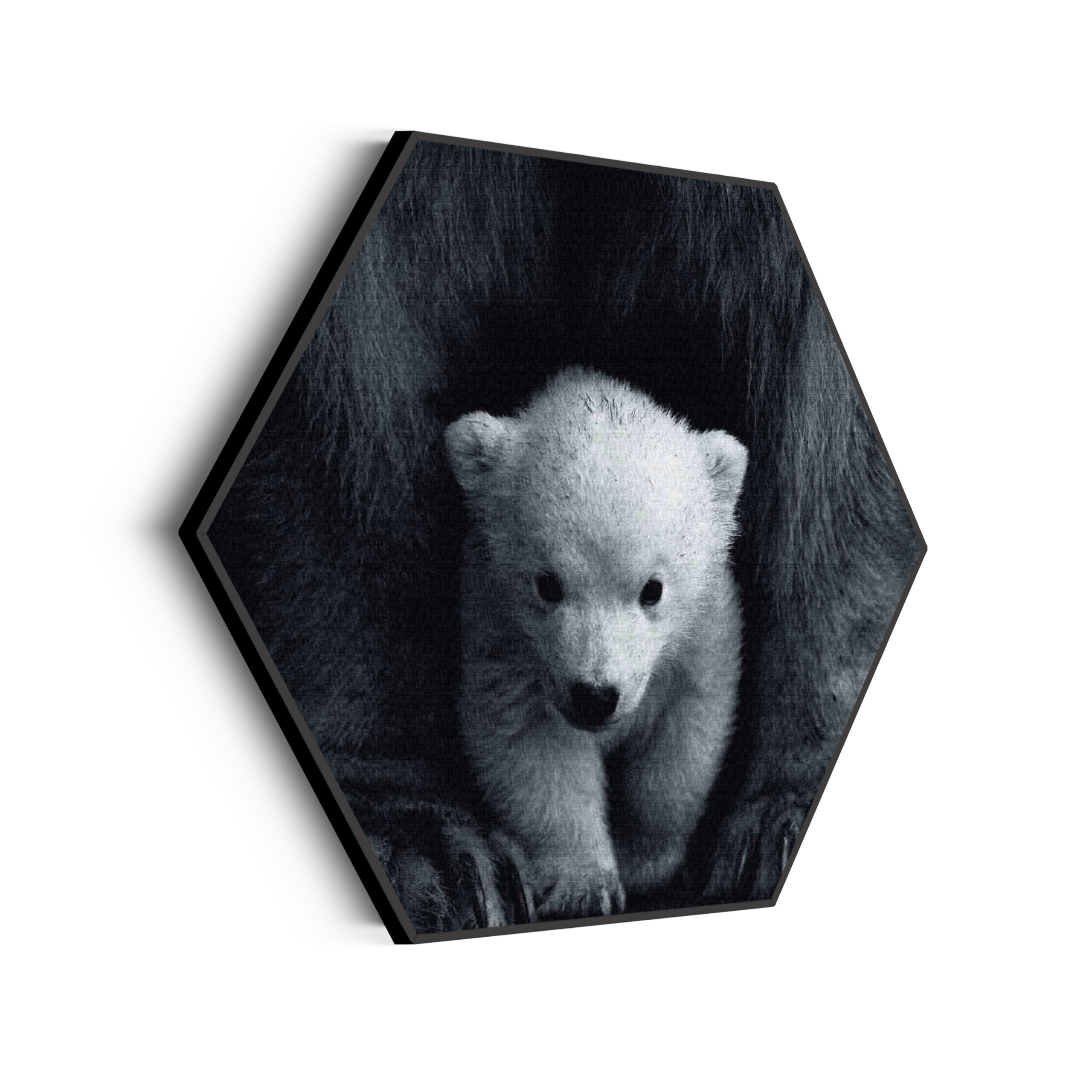 akoestisch-schilderij-het-beschermde-welpje-hexagon_Wecho akoestisch-schilderij-het-beschermde-welpje-hexagon_Wecho