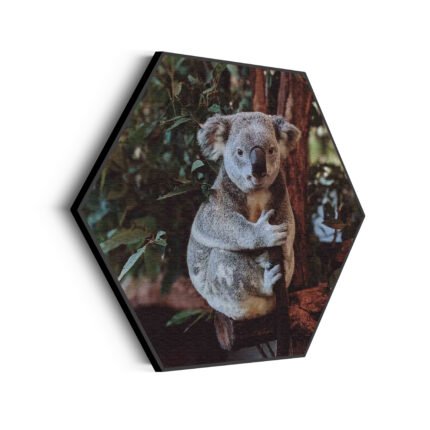 akoestisch-schilderij-de-vastgelamde-koala-hexagon_Wecho