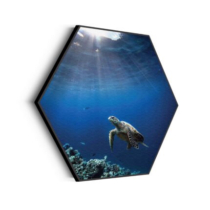 akoestisch-schilderij-zeeschildpad-in-helderblauw-water-03-hexagon_Wecho