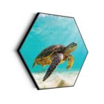 akoestisch-schilderij-zeeschildpad-in-helderblauw-water-04-hexagon_Wecho