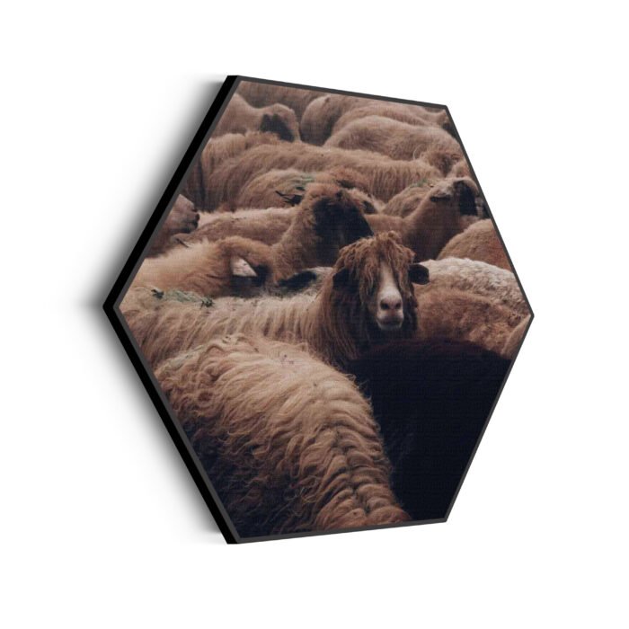 akoestisch-schilderij-kudde-schapen-hexagon_Wecho