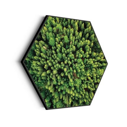 akoestisch-schilderij-het-groene-bos-hexagon_Wecho