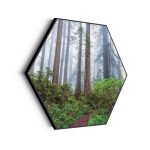 akoestisch-schilderij-sequoia-bos-hexagon_Wecho