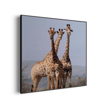 akoestisch-schilderij-drie-giraffen-vierkant_Wecho