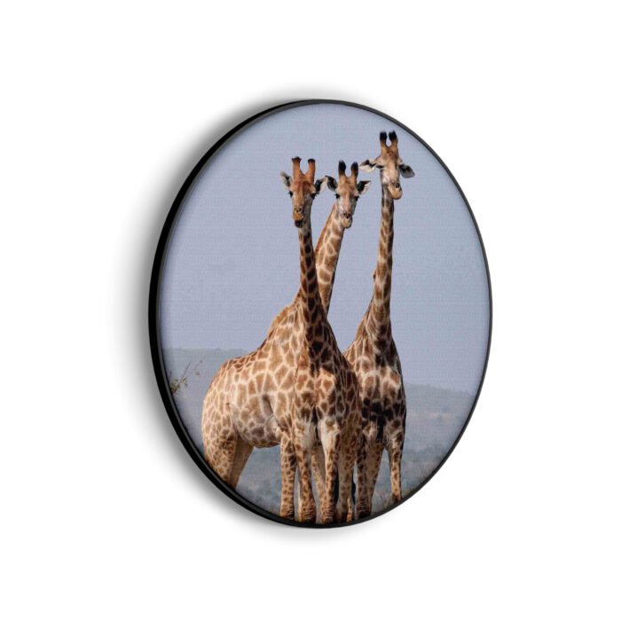 akoestisch-schilderij-drie-giraffen-rond-muurcirkel_Wecho