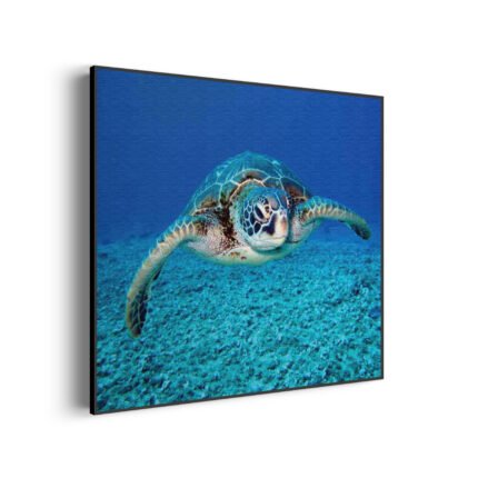 akoestisch-schilderij-zeeschildpad-in-helderblauw-water-01-vierkant_Wecho