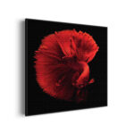 akoestisch-schilderij-red-dragon-siamese-fighting-fish-vierkant_Wecho