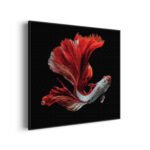 akoestisch-schilderij-the-betta-fish-vierkant_Wecho