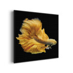 akoestisch-schilderij-gele-betta-siamese-vis-vierkant_Wecho