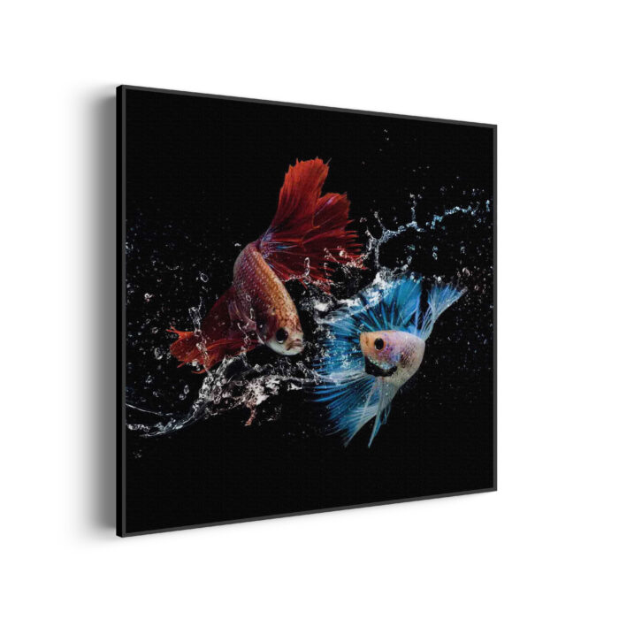 akoestisch-schilderij-twain-betta-fishes-vierkant_Wecho