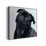 akoestisch-schilderij-mopshond-zwart-vierkant_Wecho