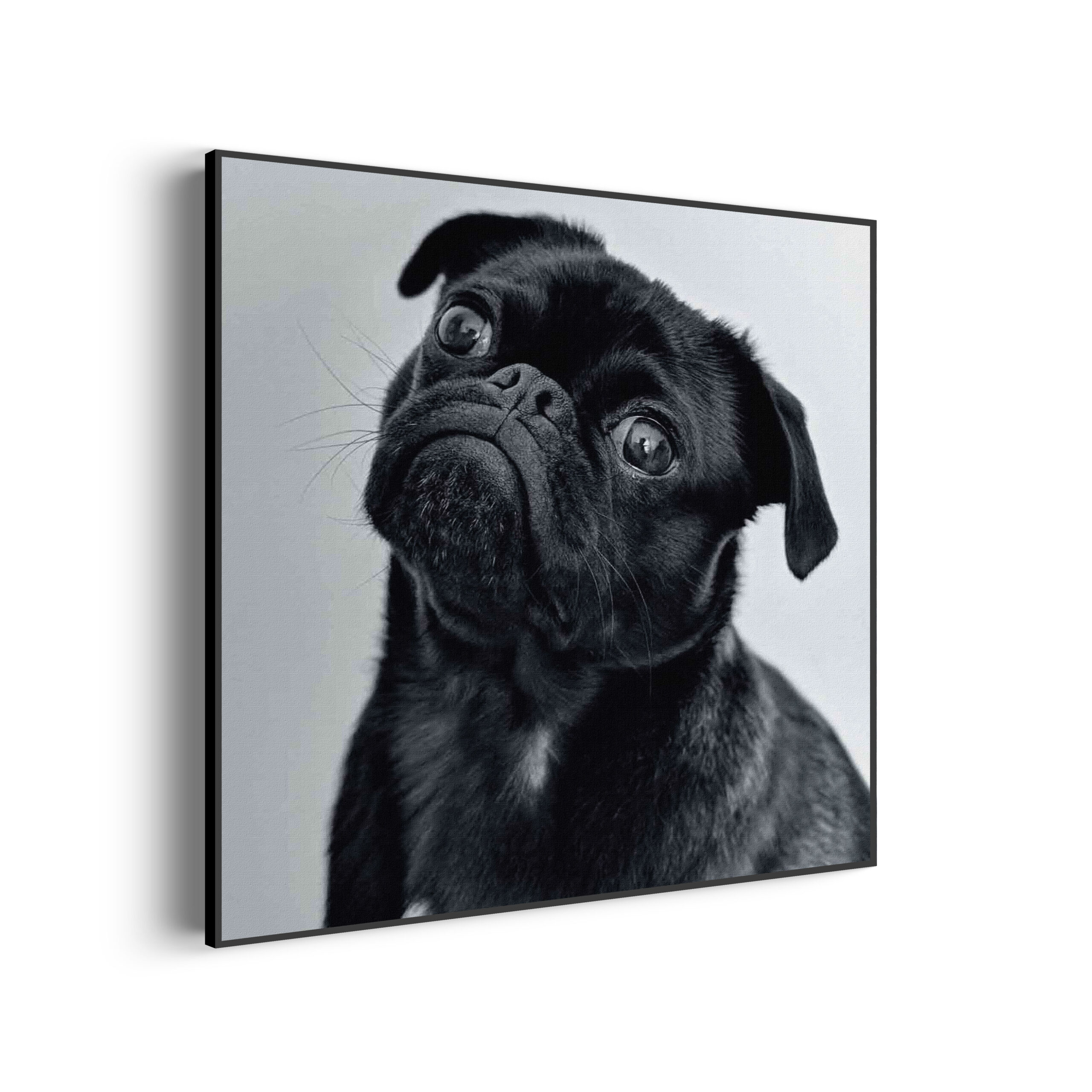 Template_Vierkant_Rond_dieren_7 akoestisch-schilderij-mopshond-zwart-vierkant_Wecho