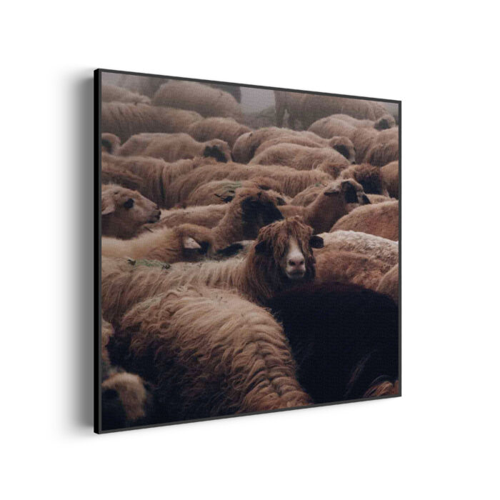 akoestisch-schilderij-kudde-schapen-vierkant_Wecho