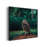 akoestisch-schilderij-uil-in-de-natuur-vierkant_Wecho