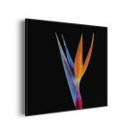 akoestisch-schilderij-tropische-strelitzia-vierkant_Wecho