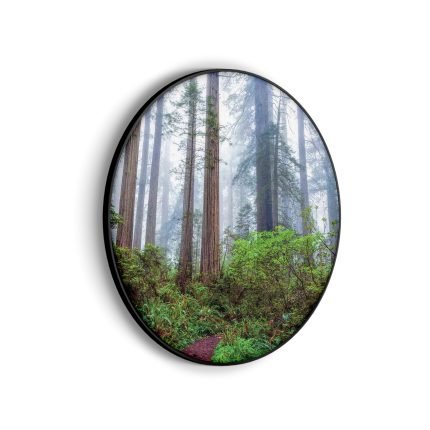 akoestisch-schilderij-sequoia-bos-rond-muurcirkel_Wecho